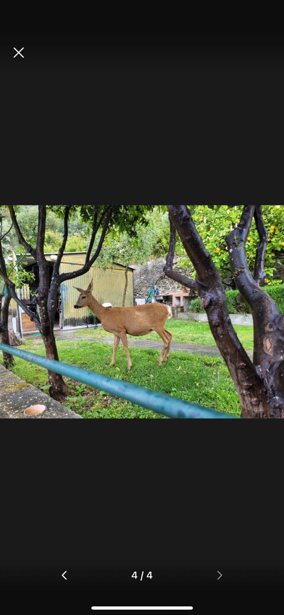 ピエーヴェ・リーグレ Il Gabbiano Di Pieve Bed & Breakfast エクステリア 写真