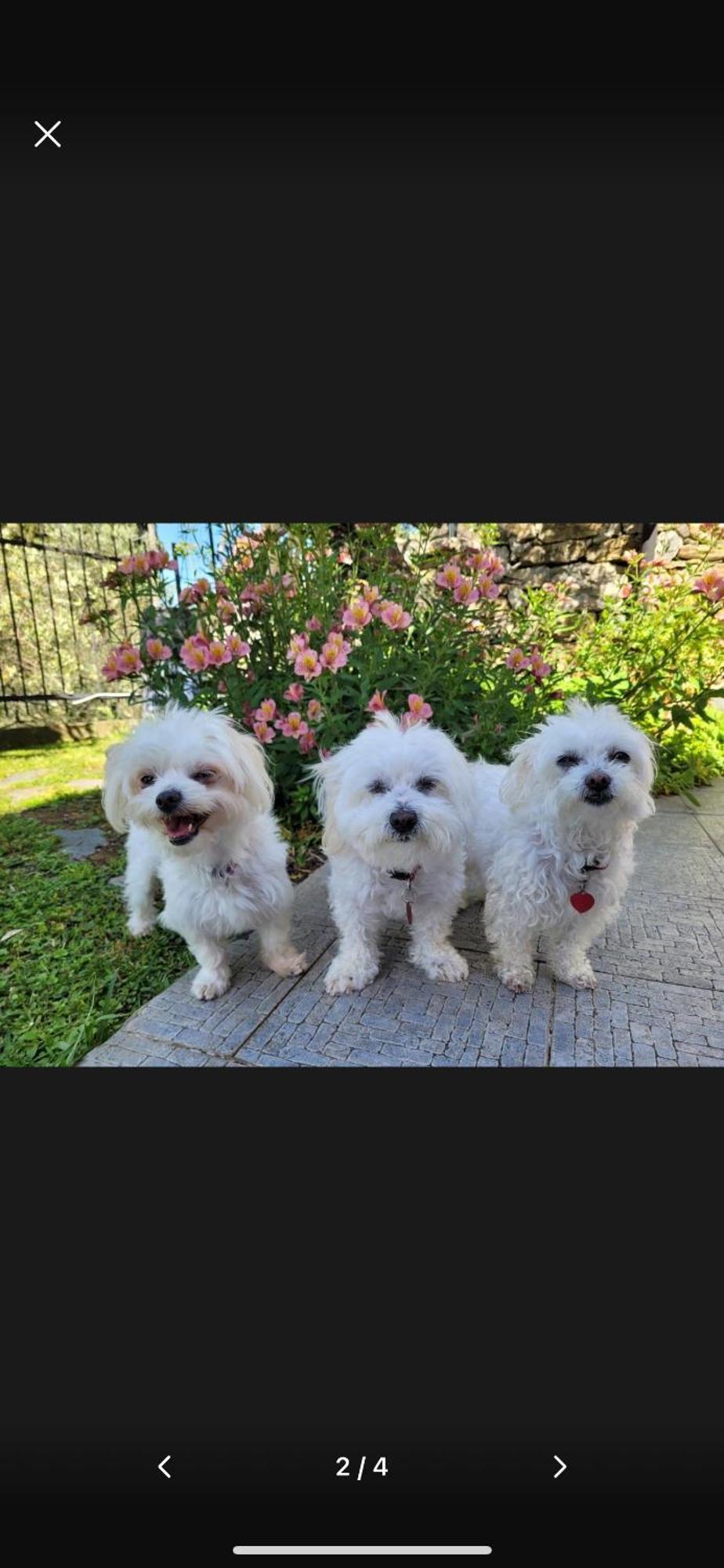 ピエーヴェ・リーグレ Il Gabbiano Di Pieve Bed & Breakfast エクステリア 写真